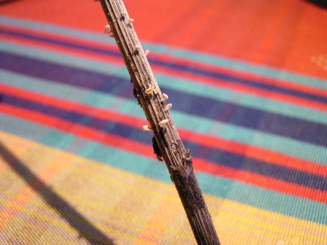 Cerizay79 26-11-2012