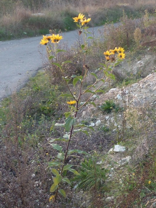 Topinambours (Helianthus tuberosus) P1060572 8x6.JPG