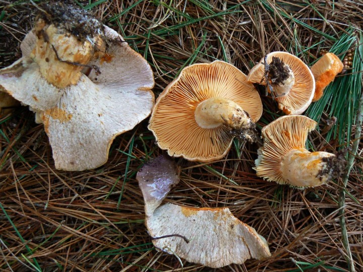 P1210254.jpg