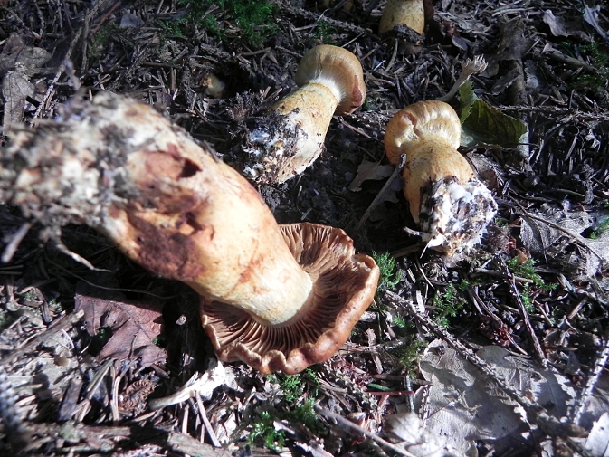DSCN1245c.JPG