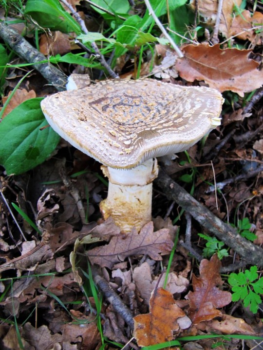 amanita.jpg