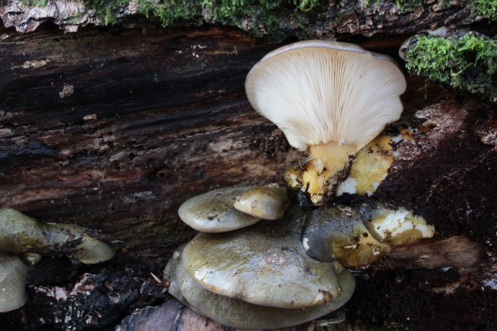 Sarcomyxa serotina.JPG
