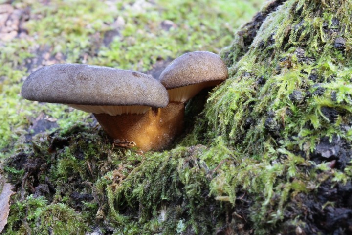 Sarcomyxa serotina1.JPG