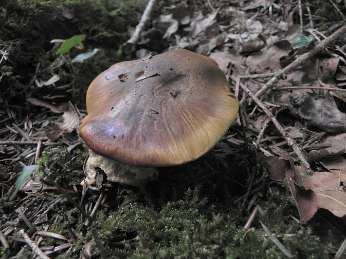DSCN1230b.JPG