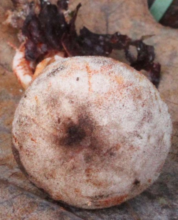 Leucoagaricus georginae Pontenx 008.JPG