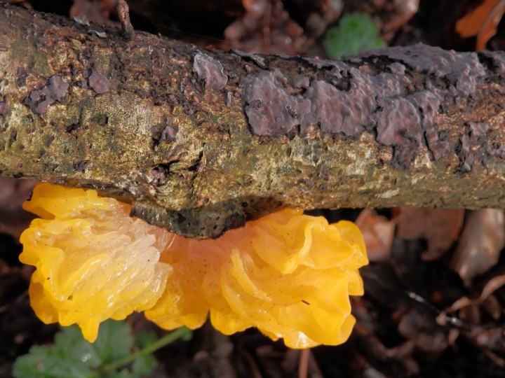 Tremella mesanterica avec Peniophora cf limitata sur branche de frêne.