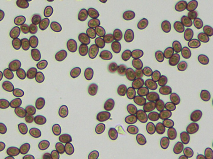 spores.jpg