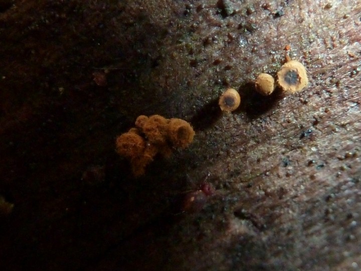 Le stade mature (pulvérulent). On retrouve un petit arthropode en dessous. On dirait qu'il n'a que 6 pattes + 2 &quot;antennes&quot; au postérieur (donc se serait un insecte, non ?)