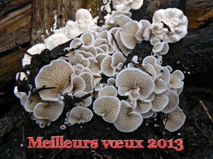 Session Champis.net-MycoDB - Octobre 2012 Morvan - Crepidotus sp.