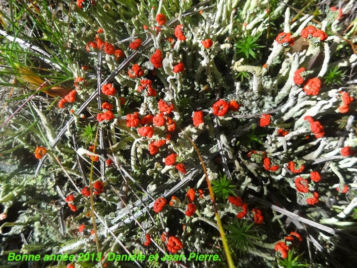 Cladonia du Morvan.