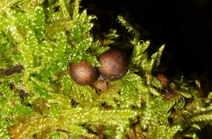 Xylariaceae - Hypoxylon fragiforme 2 - V1 - 29-12-2012-redim800.JPG