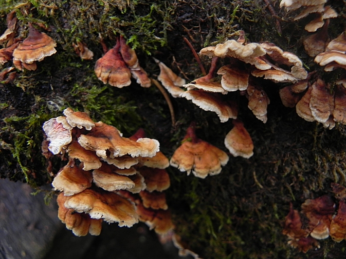 DSCN7720b.JPG