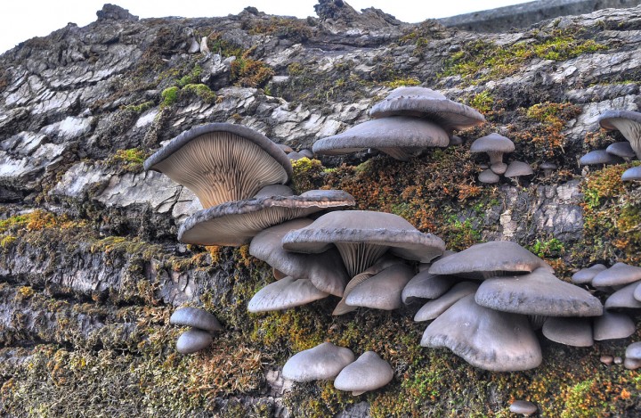 Pleurotus_ostreatus_1.jpg