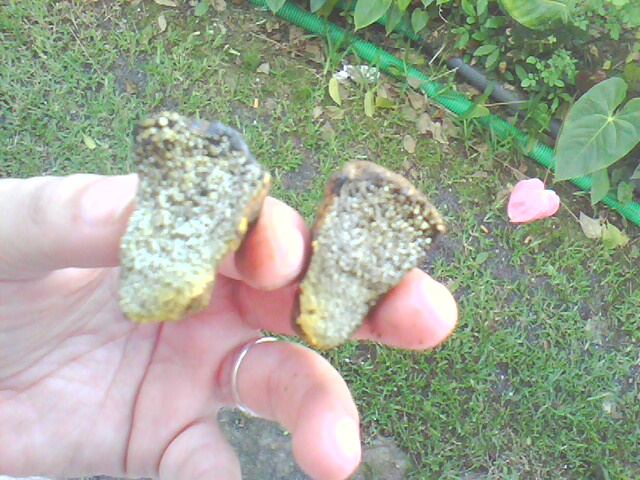 IMG1247A.jpg