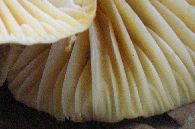 hygrophore nemoreus 5.jpg