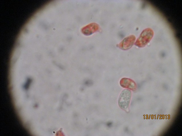 spores 006.jpg
