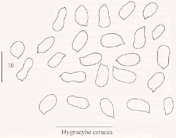 Hygrocybe-ceracea.jpg
