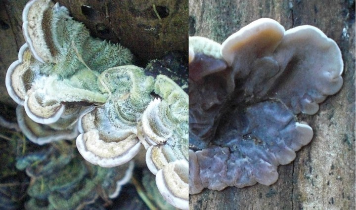 auricularia mesenterica 2 red.JPG