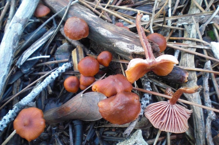 Laccaria lacata - 7.jpg