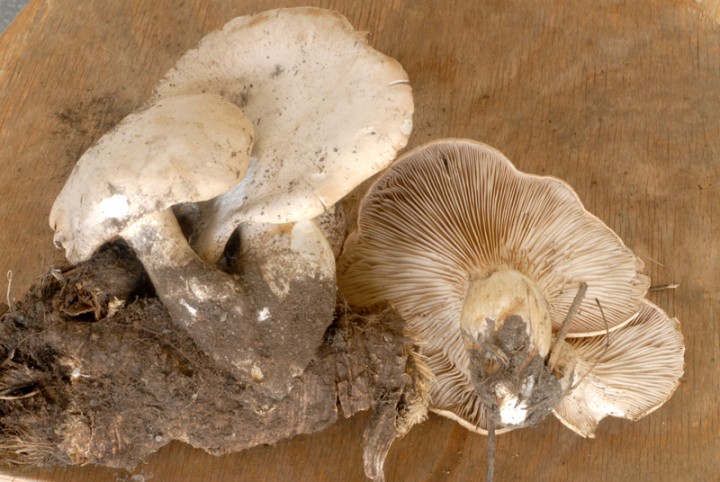 P.-nebrodensis-121003-W.jpeg