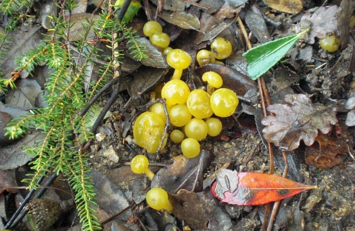 Leotia lubrica 4.JPG