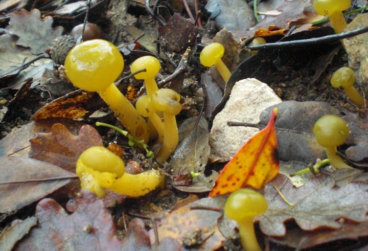 Leotia lubrica 5.JPG