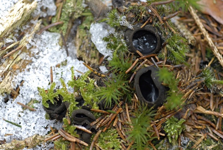 Pseudoplectania-nigrella.jpg