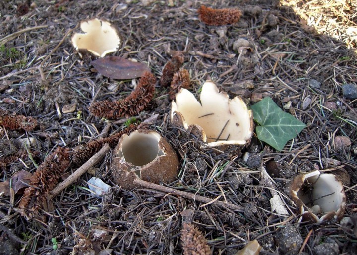 Geopora sumneriana .JPG