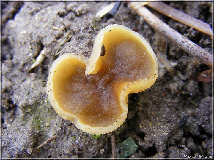 Pezize sp 1.jpg