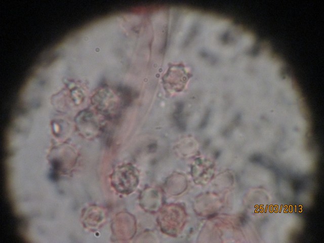 SPORES 004.jpg