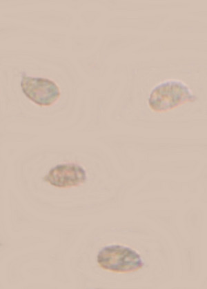 spores 8.jpg