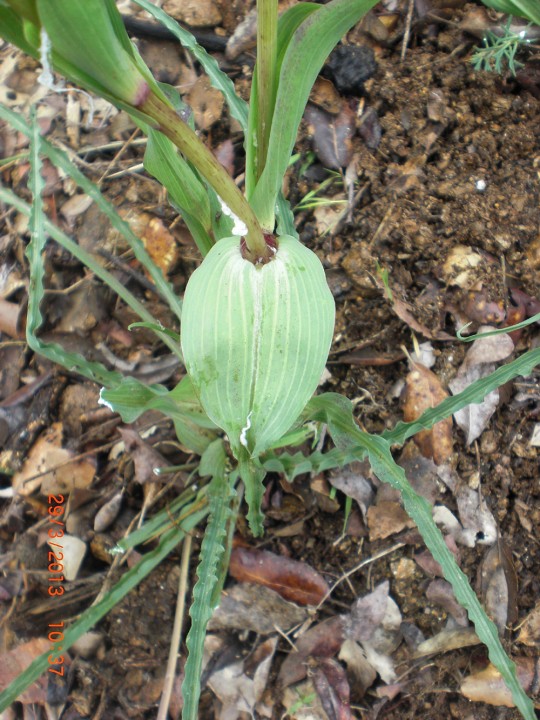 trapogodon feuille- 2.jpg
