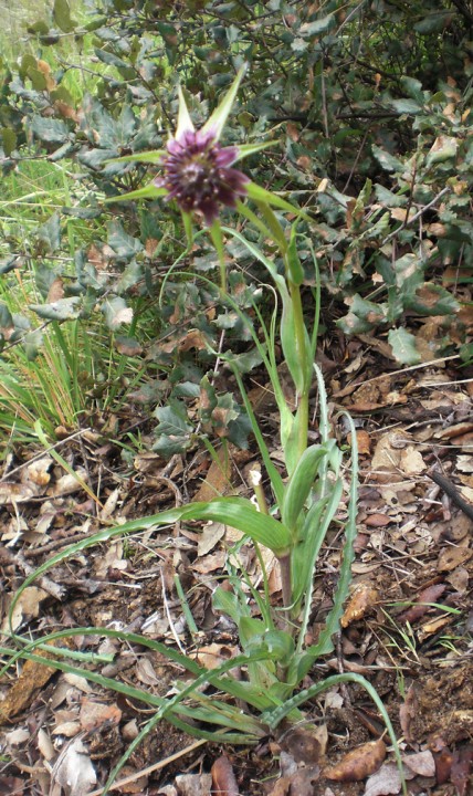 trapogodon petit- 2.jpg