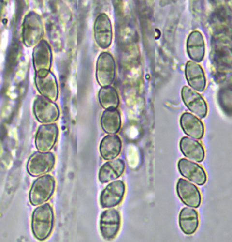 Asques Nectria sinopica