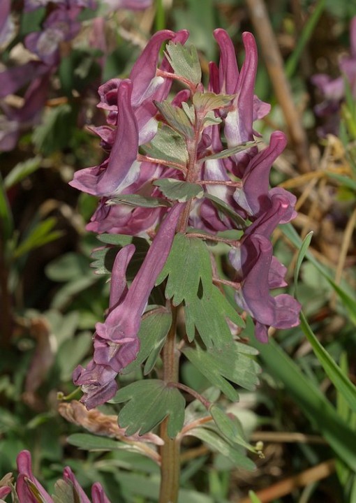 Corydale solide - Corydalis solida