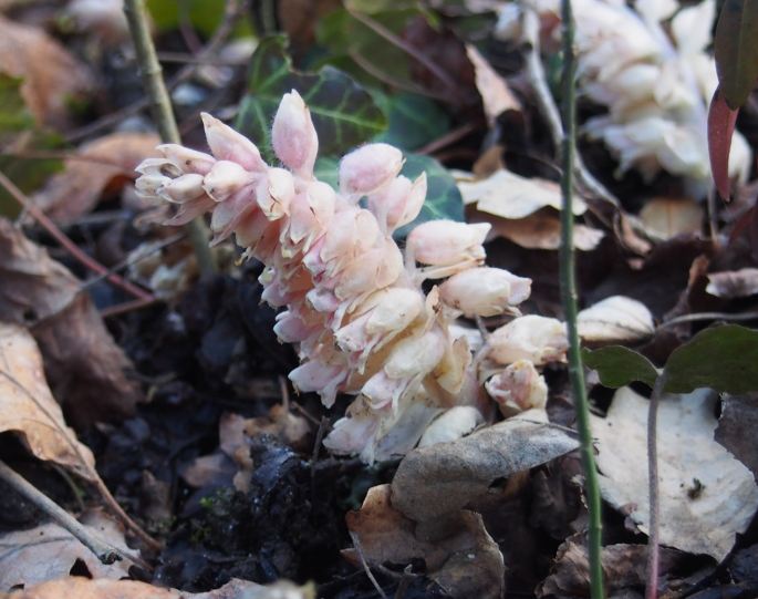 Lathraea squamaria 2.JPG