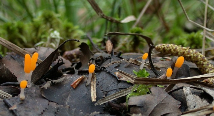 Mitrula-paludosa.jpg
