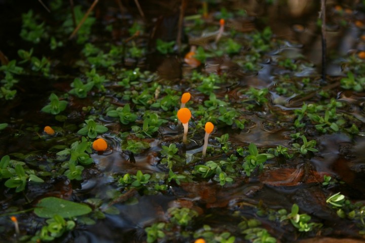 M_paludosa_01.jpg
