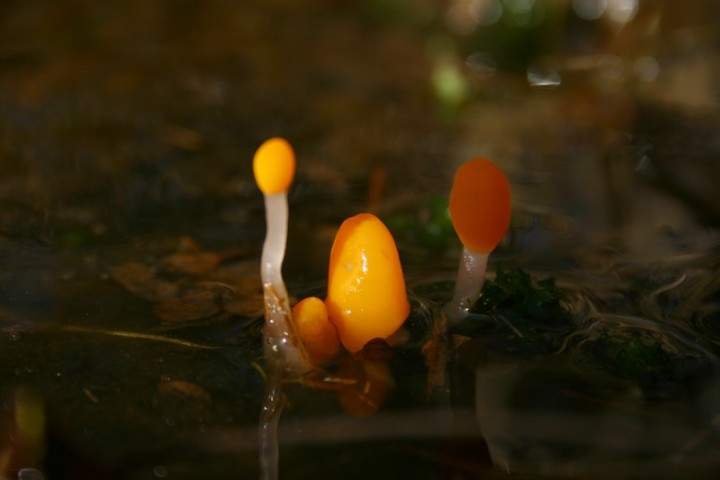 M_paludosa_02.jpg