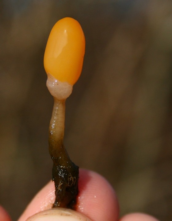M_paludosa_03.jpg