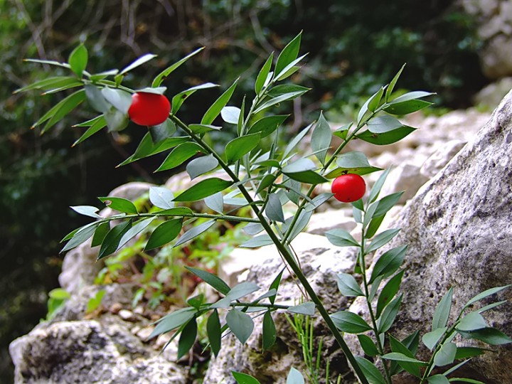 Ruscus_aculeatus.jpg