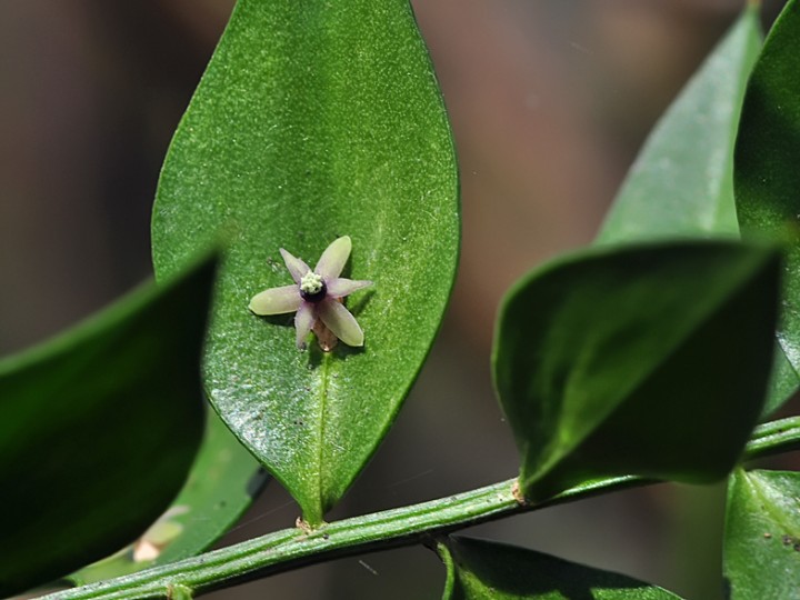 Ruscus_aculeatus_2.jpg