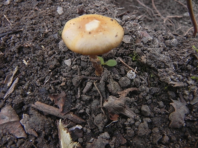 DSCN8531b.JPG