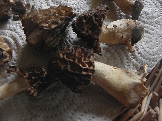DSCN8561b.JPG
