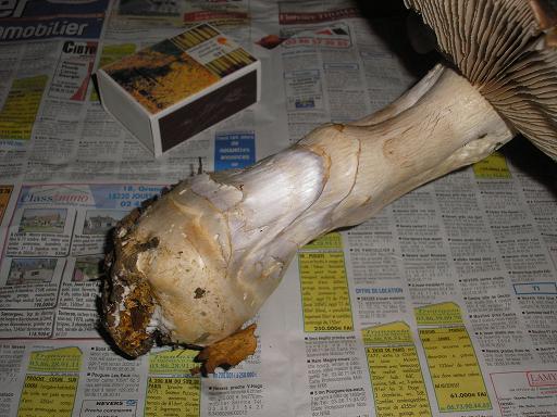 p1010001am7.jpg