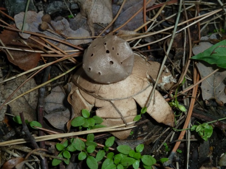 P1060286 800 Myriostoma coliformis.JPG
