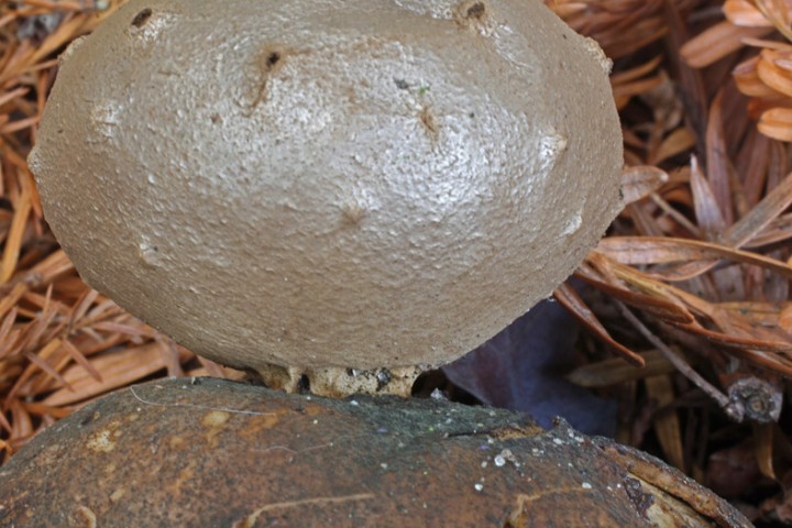 M_coliforme_SMF2009_02.jpg
