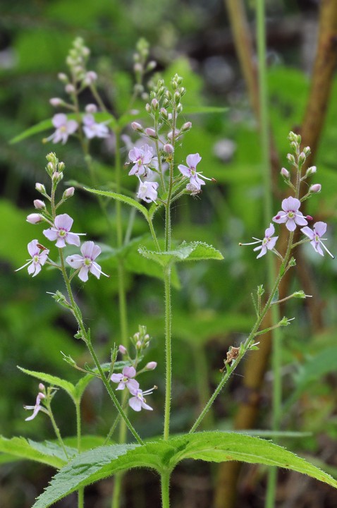 Veronica_urticifolia_1.jpg