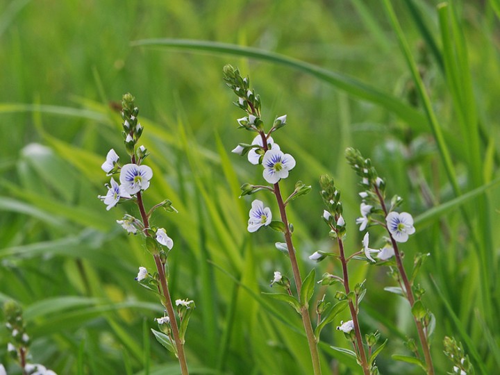 Veronica_serpyllifolia.jpg