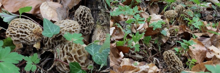 incroyable, jamais vu autant d'un coup d'oeil